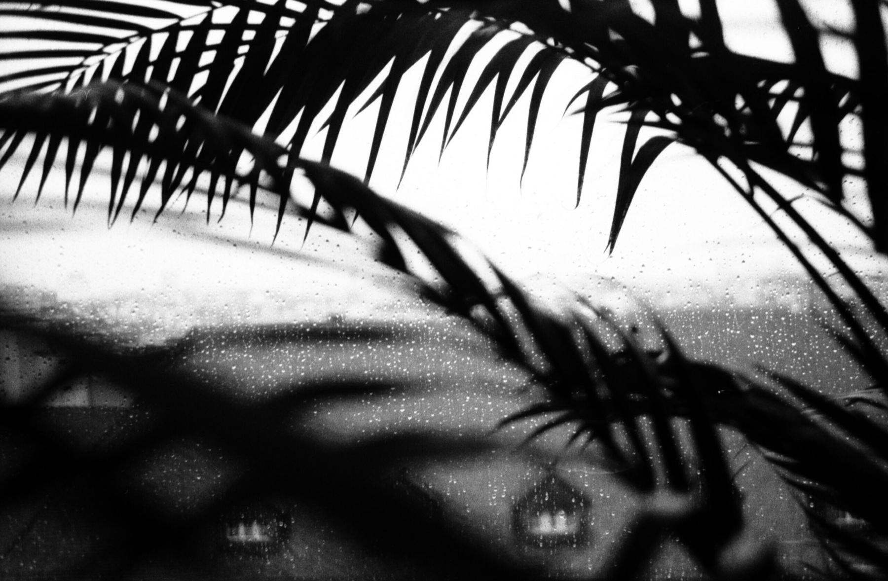 Palm-leaf shadow